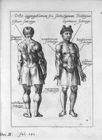 An illustration from Clavis medica ad Chinarum doctrinam de pulsibus (1686)
