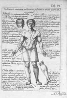 An illustration from Clavis medica ad Chinarum doctrinam de pulsibus (1686)