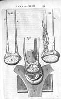 An illustration from Anatomia, ex Caspari Bartholini parentis Institutionibus, omniumque recentiorum et propriis observationibus tertiùm ad sanguinis circulationem reformata. Cum iconibus novis accuratissimi (1651)