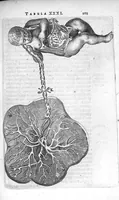 Picture 4 of 11 from Anatomia, ex Caspari Bartholini parentis Institutionibus, omniumque recentiorum et propriis observationibus tertiùm ad sanguinis circulationem reformata. Cum iconibus novis accuratissimi (1651), leaf 221