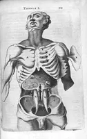 An illustration from Anatomia, ex Caspari Bartholini parentis Institutionibus, omniumque recentiorum et propriis observationibus tertiùm ad sanguinis circulationem reformata. Cum iconibus novis accuratissimi (1651)
