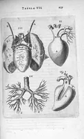An illustration from Anatomia, ex Caspari Bartholini parentis Institutionibus, omniumque recentiorum et propriis observationibus tertiùm ad sanguinis circulationem reformata. Cum iconibus novis accuratissimi (1651)