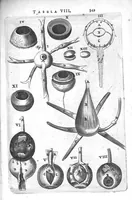 An illustration from Anatomia, ex Caspari Bartholini parentis Institutionibus, omniumque recentiorum et propriis observationibus tertiùm ad sanguinis circulationem reformata. Cum iconibus novis accuratissimi (1651)