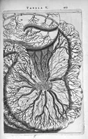 Picture 10 of 11 from Anatomia, ex Caspari Bartholini parentis Institutionibus, omniumque recentiorum et propriis observationibus tertiùm ad sanguinis circulationem reformata. Cum iconibus novis accuratissimi (1651), leaf 444