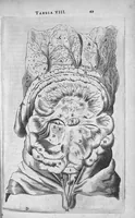 An illustration from Anatomia, ex Caspari Bartholini parentis Institutionibus, omniumque recentiorum et propriis observationibus tertiùm ad sanguinis circulationem reformata. Cum iconibus novis accuratissimi (1651)
