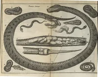 An illustration from Nouvelles expériences sur la vipere, ou l'on verra une description exacte de toutes ses parties, la source de son venin, ses divers effets, & les remedes exquis que les artistes peuvent tirer cu corps de cet animal... (1672)