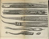 An illustration from Nouvelles expériences sur la vipere, ou l'on verra une description exacte de toutes ses parties, la source de son venin, ses divers effets, & les remedes exquis que les artistes peuvent tirer cu corps de cet animal... (1672)