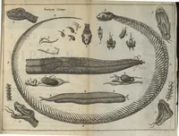 An illustration from Nouvelles expériences sur la vipere, ou l'on verra une description exacte de toutes ses parties, la source de son venin, ses divers effets, & les remedes exquis que les artistes peuvent tirer cu corps de cet animal... (1672)