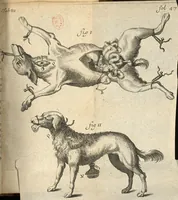 An illustration from Traitte de la nature et de l'usage du suc pancreatique ou plusieurs maladies sont expliquées, principalement les fievres intermittentes (1666)