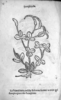 Picture 10 of 37 from Officinne et jardin de chirurgie militaire contenant les instrumentz et plantes tres necessaires a tous Chi[r]urgiens...avec certains cathalogues des ingrediens propres à chacun membre tant similaires qu’organiques. Dedié à haut et puissant seigneur M. François Gouffier, sieur de Crevecoeur Chevalier des deux ordres du Roy. Plus un traicté des contrepoisons et cure de la Peste et declaration d’un Enigme le tout experimenté et mis en lumiere pour l’utilité du public. Par Esaïe le Lievre Chirurgien, (1583), leaf 117
