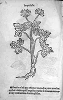 Picture 11 of 37 from Officinne et jardin de chirurgie militaire contenant les instrumentz et plantes tres necessaires a tous Chi[r]urgiens...avec certains cathalogues des ingrediens propres à chacun membre tant similaires qu’organiques. Dedié à haut et puissant seigneur M. François Gouffier, sieur de Crevecoeur Chevalier des deux ordres du Roy. Plus un traicté des contrepoisons et cure de la Peste et declaration d’un Enigme le tout experimenté et mis en lumiere pour l’utilité du public. Par Esaïe le Lievre Chirurgien, (1583), leaf 123