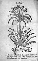 Picture 12 of 37 from Officinne et jardin de chirurgie militaire contenant les instrumentz et plantes tres necessaires a tous Chi[r]urgiens...avec certains cathalogues des ingrediens propres à chacun membre tant similaires qu’organiques. Dedié à haut et puissant seigneur M. François Gouffier, sieur de Crevecoeur Chevalier des deux ordres du Roy. Plus un traicté des contrepoisons et cure de la Peste et declaration d’un Enigme le tout experimenté et mis en lumiere pour l’utilité du public. Par Esaïe le Lievre Chirurgien, (1583), leaf 125