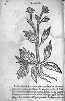 An illustration from Officinne et jardin de chirurgie militaire contenant les instrumentz et plantes tres necessaires a tous Chi[r]urgiens...avec certains cathalogues des ingrediens propres à chacun membre tant similaires qu’organiques. Dedié à haut et puissant seigneur M. François Gouffier, sieur de Crevecoeur Chevalier des deux ordres du Roy. Plus un traicté des contrepoisons et cure de la Peste et declaration d’un Enigme le tout experimenté et mis en lumiere pour l’utilité du public. Par Esaïe le Lievre Chirurgien, (1583)