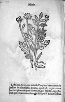 An illustration from Officinne et jardin de chirurgie militaire contenant les instrumentz et plantes tres necessaires a tous Chi[r]urgiens...avec certains cathalogues des ingrediens propres à chacun membre tant similaires qu’organiques. Dedié à haut et puissant seigneur M. François Gouffier, sieur de Crevecoeur Chevalier des deux ordres du Roy. Plus un traicté des contrepoisons et cure de la Peste et declaration d’un Enigme le tout experimenté et mis en lumiere pour l’utilité du public. Par Esaïe le Lievre Chirurgien, (1583)