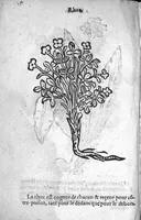 An illustration from Officinne et jardin de chirurgie militaire contenant les instrumentz et plantes tres necessaires a tous Chi[r]urgiens...avec certains cathalogues des ingrediens propres à chacun membre tant similaires qu’organiques. Dedié à haut et puissant seigneur M. François Gouffier, sieur de Crevecoeur Chevalier des deux ordres du Roy. Plus un traicté des contrepoisons et cure de la Peste et declaration d’un Enigme le tout experimenté et mis en lumiere pour l’utilité du public. Par Esaïe le Lievre Chirurgien, (1583)