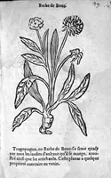 Picture 19 of 37 from Officinne et jardin de chirurgie militaire contenant les instrumentz et plantes tres necessaires a tous Chi[r]urgiens...avec certains cathalogues des ingrediens propres à chacun membre tant similaires qu’organiques. Dedié à haut et puissant seigneur M. François Gouffier, sieur de Crevecoeur Chevalier des deux ordres du Roy. Plus un traicté des contrepoisons et cure de la Peste et declaration d’un Enigme le tout experimenté et mis en lumiere pour l’utilité du public. Par Esaïe le Lievre Chirurgien, (1583), leaf 142