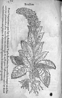 An illustration from Officinne et jardin de chirurgie militaire contenant les instrumentz et plantes tres necessaires a tous Chi[r]urgiens...avec certains cathalogues des ingrediens propres à chacun membre tant similaires qu’organiques. Dedié à haut et puissant seigneur M. François Gouffier, sieur de Crevecoeur Chevalier des deux ordres du Roy. Plus un traicté des contrepoisons et cure de la Peste et declaration d’un Enigme le tout experimenté et mis en lumiere pour l’utilité du public. Par Esaïe le Lievre Chirurgien, (1583)
