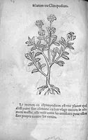 An illustration from Officinne et jardin de chirurgie militaire contenant les instrumentz et plantes tres necessaires a tous Chi[r]urgiens...avec certains cathalogues des ingrediens propres à chacun membre tant similaires qu’organiques. Dedié à haut et puissant seigneur M. François Gouffier, sieur de Crevecoeur Chevalier des deux ordres du Roy. Plus un traicté des contrepoisons et cure de la Peste et declaration d’un Enigme le tout experimenté et mis en lumiere pour l’utilité du public. Par Esaïe le Lievre Chirurgien, (1583)