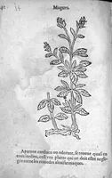An illustration from Officinne et jardin de chirurgie militaire contenant les instrumentz et plantes tres necessaires a tous Chi[r]urgiens...avec certains cathalogues des ingrediens propres à chacun membre tant similaires qu’organiques. Dedié à haut et puissant seigneur M. François Gouffier, sieur de Crevecoeur Chevalier des deux ordres du Roy. Plus un traicté des contrepoisons et cure de la Peste et declaration d’un Enigme le tout experimenté et mis en lumiere pour l’utilité du public. Par Esaïe le Lievre Chirurgien, (1583)