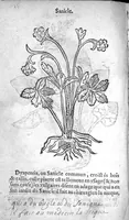 An illustration from Officinne et jardin de chirurgie militaire contenant les instrumentz et plantes tres necessaires a tous Chi[r]urgiens...avec certains cathalogues des ingrediens propres à chacun membre tant similaires qu’organiques. Dedié à haut et puissant seigneur M. François Gouffier, sieur de Crevecoeur Chevalier des deux ordres du Roy. Plus un traicté des contrepoisons et cure de la Peste et declaration d’un Enigme le tout experimenté et mis en lumiere pour l’utilité du public. Par Esaïe le Lievre Chirurgien, (1583)