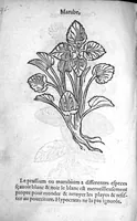 Picture 29 of 37 from Officinne et jardin de chirurgie militaire contenant les instrumentz et plantes tres necessaires a tous Chi[r]urgiens...avec certains cathalogues des ingrediens propres à chacun membre tant similaires qu’organiques. Dedié à haut et puissant seigneur M. François Gouffier, sieur de Crevecoeur Chevalier des deux ordres du Roy. Plus un traicté des contrepoisons et cure de la Peste et declaration d’un Enigme le tout experimenté et mis en lumiere pour l’utilité du public. Par Esaïe le Lievre Chirurgien, (1583), leaf 165