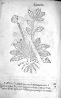 An illustration from Officinne et jardin de chirurgie militaire contenant les instrumentz et plantes tres necessaires a tous Chi[r]urgiens...avec certains cathalogues des ingrediens propres à chacun membre tant similaires qu’organiques. Dedié à haut et puissant seigneur M. François Gouffier, sieur de Crevecoeur Chevalier des deux ordres du Roy. Plus un traicté des contrepoisons et cure de la Peste et declaration d’un Enigme le tout experimenté et mis en lumiere pour l’utilité du public. Par Esaïe le Lievre Chirurgien, (1583)