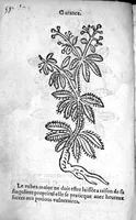 An illustration from Officinne et jardin de chirurgie militaire contenant les instrumentz et plantes tres necessaires a tous Chi[r]urgiens...avec certains cathalogues des ingrediens propres à chacun membre tant similaires qu’organiques. Dedié à haut et puissant seigneur M. François Gouffier, sieur de Crevecoeur Chevalier des deux ordres du Roy. Plus un traicté des contrepoisons et cure de la Peste et declaration d’un Enigme le tout experimenté et mis en lumiere pour l’utilité du public. Par Esaïe le Lievre Chirurgien, (1583)