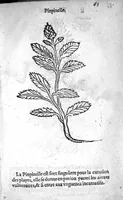 Picture 35 of 37 from Officinne et jardin de chirurgie militaire contenant les instrumentz et plantes tres necessaires a tous Chi[r]urgiens...avec certains cathalogues des ingrediens propres à chacun membre tant similaires qu’organiques. Dedié à haut et puissant seigneur M. François Gouffier, sieur de Crevecoeur Chevalier des deux ordres du Roy. Plus un traicté des contrepoisons et cure de la Peste et declaration d’un Enigme le tout experimenté et mis en lumiere pour l’utilité du public. Par Esaïe le Lievre Chirurgien, (1583), leaf 184