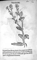 Picture 36 of 37 from Officinne et jardin de chirurgie militaire contenant les instrumentz et plantes tres necessaires a tous Chi[r]urgiens...avec certains cathalogues des ingrediens propres à chacun membre tant similaires qu’organiques. Dedié à haut et puissant seigneur M. François Gouffier, sieur de Crevecoeur Chevalier des deux ordres du Roy. Plus un traicté des contrepoisons et cure de la Peste et declaration d’un Enigme le tout experimenté et mis en lumiere pour l’utilité du public. Par Esaïe le Lievre Chirurgien, (1583), leaf 186