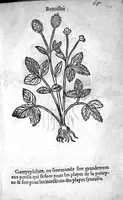 An illustration from Officinne et jardin de chirurgie militaire contenant les instrumentz et plantes tres necessaires a tous Chi[r]urgiens...avec certains cathalogues des ingrediens propres à chacun membre tant similaires qu’organiques. Dedié à haut et puissant seigneur M. François Gouffier, sieur de Crevecoeur Chevalier des deux ordres du Roy. Plus un traicté des contrepoisons et cure de la Peste et declaration d’un Enigme le tout experimenté et mis en lumiere pour l’utilité du public. Par Esaïe le Lievre Chirurgien, (1583)