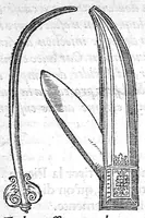 An illustration from Petit traite contenant une des parties principalles de Chirurgie, laquelle les Chirurgiens hernieres exercent, ainsi quil est montre en la page suivante. Fait par Pierre Franco chirurgien de Lausane. Il faut endurer pour durer (1556)