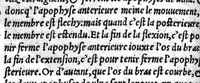 An illustration from Du mouvement des muscles, Livre deux. Autheur Galien. Nouvellement traduict de Latin en Françoys, par Monsieur Jehan Canappe Docteur en Médecine (1541)