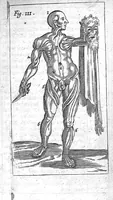 An illustration from The Manuall of the anatomy or dissection of the Body of man (1650)