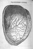 An illustration from Anatomie universelle du Corps humain, composee par A. Paré, Chirurgien ordinaire du Roy et Juré à Paris : reveue et augmentee par ledit autheur, avec I. Rostaing du Bignosc Provençal, aussi Chirurgien Juré à Paris (1561)