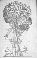 An illustration from Anatomie universelle du Corps humain, composee par A. Paré, Chirurgien ordinaire du Roy et Juré à Paris : reveue et augmentee par ledit autheur, avec I. Rostaing du Bignosc Provençal, aussi Chirurgien Juré à Paris (1561)