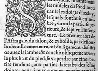 An illustration from Anatomie universelle du Corps humain, composee par A. Paré, Chirurgien ordinaire du Roy et Juré à Paris : reveue et augmentee par ledit autheur, avec I. Rostaing du Bignosc Provençal, aussi Chirurgien Juré à Paris (1561)