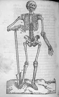 An illustration from Anatomie universelle du Corps humain, composee par A. Paré, Chirurgien ordinaire du Roy et Juré à Paris : reveue et augmentee par ledit autheur, avec I. Rostaing du Bignosc Provençal, aussi Chirurgien Juré à Paris (1561)