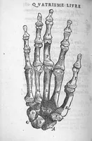 An illustration from Anatomie universelle du Corps humain, composee par A. Paré, Chirurgien ordinaire du Roy et Juré à Paris : reveue et augmentee par ledit autheur, avec I. Rostaing du Bignosc Provençal, aussi Chirurgien Juré à Paris (1561)