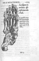 An illustration from Anatomie universelle du Corps humain, composee par A. Paré, Chirurgien ordinaire du Roy et Juré à Paris : reveue et augmentee par ledit autheur, avec I. Rostaing du Bignosc Provençal, aussi Chirurgien Juré à Paris (1561)