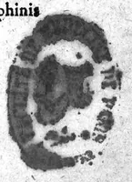 Picture 5 of 5 from Tou sophôtatou Philê Stichoi iambikoi peri Zôôn idiotêtos meta prosthêkês Iôach. tou KamerariadouSapientissimi Phile Versus iambici De Animalium proprietate cum Auctario Ioach. Camerarii (1596), leaf 193