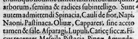 An illustration from Microcosmus Hypochondriacus sive de Melancholia Hypochondriaca Tractatus, etc. (1652)