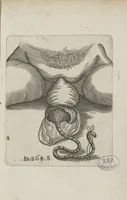An illustration from Le chemin frayé et infaillible aux accouchemens, qui servira de flambeau aux sages-femmes, pour les éclairer en leurs operations, cachées dans les plus obscures cavernes de la matrice. Le tout enrichi de diverses figures... (1689)