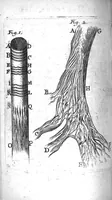 An illustration from Journal de médecine, ou Observations des plus fameux médecins, chirurgiens et anatomistes de l'Europe, tirées des journaux des pays étrangers et des mémoires particuliers (1683)