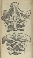 An illustration from Histoire de cinq paires de muscles qui servent à differens mouvemens de la teste...avec une observation sur un crane monstrueux (1698)
