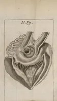 An illustration from Lettre de M. Silvestre du college des medecins de Londres a M. Regis : où l'on examine le sentiment de Mr Mery sur le mouvement du sang par le trou ovale (1698)