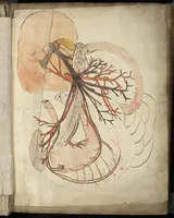 An illustration from [Myologie de l'homme : tronc, membre supérieur, membre inférieur et corps entier ; précédée de deux feuillets non identifiés (nomenclature et schéma de viscères)] (1660)