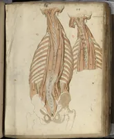 An illustration from [Myologie de l'homme : tronc, membre supérieur, membre inférieur et corps entier ; précédée de deux feuillets non identifiés (nomenclature et schéma de viscères)] (1660)
