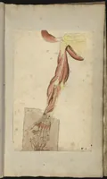 Picture 2 of 2 from [Myologie de l'homme : membre supérieur, membre inférieur] (1654), leaf 92