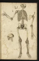 An illustration from [Myologie et ostéologie de l'homme : corps entier] (1660)