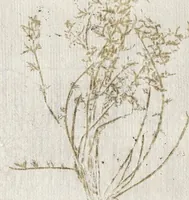 An illustration from Recherche curieuses des plantes qui croissent autour de Chantilly (1661)